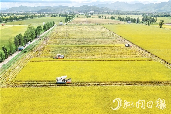 莘村村位于“廣東第一田”萬畝高產(chǎn)示范片核心區(qū)，科技賦能的強勁浪潮以磅礴之勢重塑這片土地的面貌與內(nèi)核，煥發(fā)全新生機與活力。