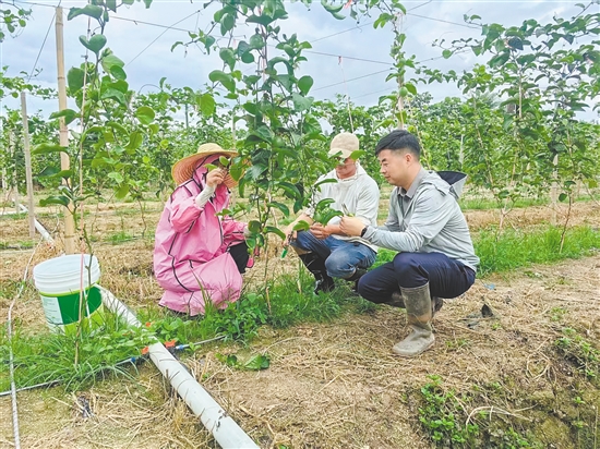 市政府辦公室創(chuàng)新引入“三方合作”機(jī)制，引進(jìn)黃金百香果等系列農(nóng)產(chǎn)品種植項(xiàng)目。圖為駐鎮(zhèn)幫扶干部與種植戶在探討黃金百香果種植技術(shù)。