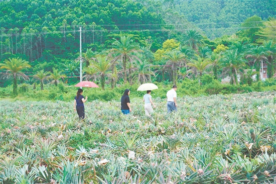 游客到田里摘鳳梨。
