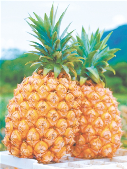 恩平那吉鳳梨。
