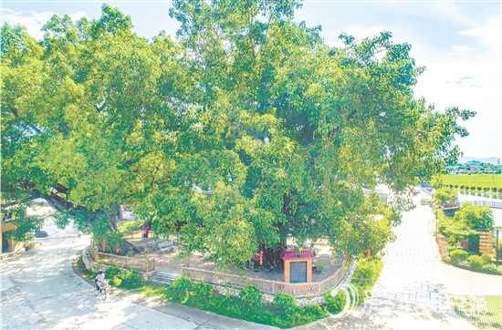 廣海鎮(zhèn)靖安村緊緊圍繞得天獨厚的“綠色瑰寶”，全力打造獨具“海絲”風情的菩提古樹公園。