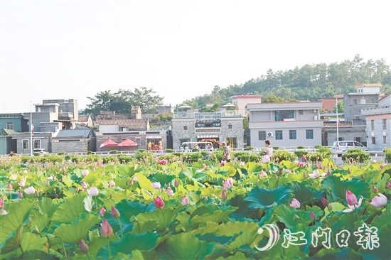 荷花嘉年華開幕以荷為紐帶，精心策劃多個特色環(huán)節(jié)，為游客帶來沉浸式體驗。