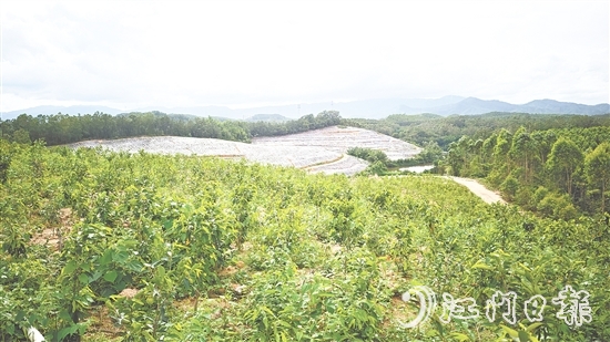 鶴城鎮(zhèn)坑尾村搶抓政策機(jī)遇，整合土地資源，成功引入廣東華南鶴香農(nóng)業(yè)發(fā)展有限公司投資約2億元，孵化沉香產(chǎn)業(yè)“一條鏈”。