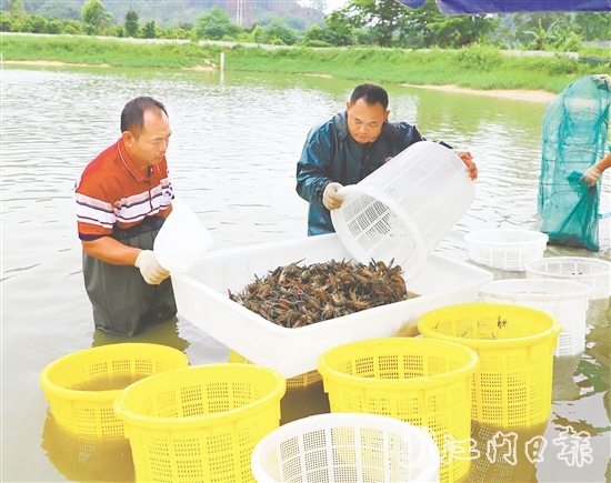 桃源蟠光村大力發(fā)展澳洲藍(lán)龍蝦養(yǎng)殖產(chǎn)業(yè)，村集體經(jīng)濟(jì)每年增收15萬(wàn)元。