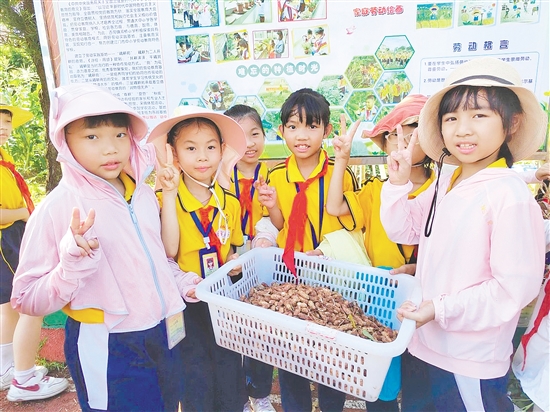 學生采摘花生，感受豐收的喜悅。
