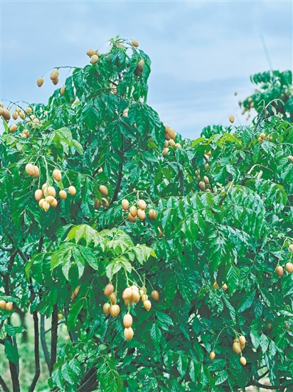 崖門黃皮成熟。