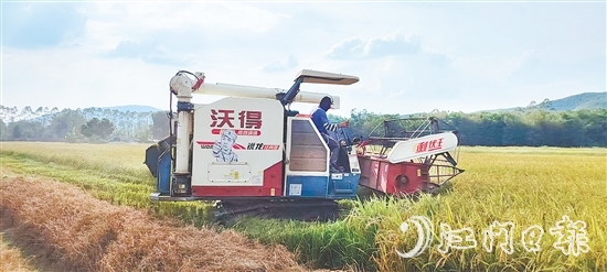 截至7月20日，恩平全市早稻收割進(jìn)度已達(dá)98.4%，預(yù)計(jì)總產(chǎn)量約7.62萬噸。