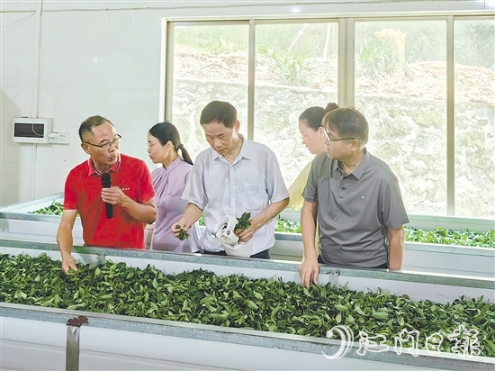 調(diào)研團(tuán)隊(duì)深入企業(yè)實(shí)地考察，并為茶企提供科學(xué)指導(dǎo)和寶貴建議。