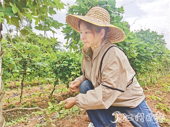 黃美茹在田間查看葛根生長情況。