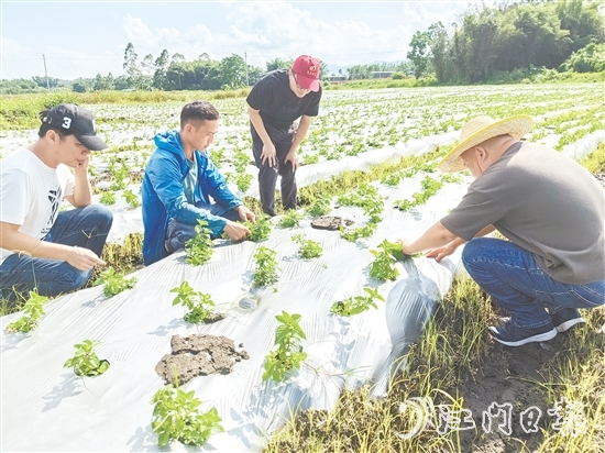 大廠村是馬岡鎮(zhèn)知名的涼粉制作大村，村里約有13公頃（200多畝）的涼粉草種植基地。