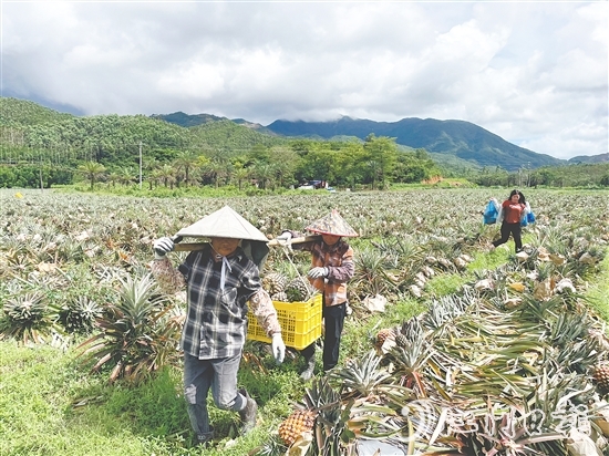 隨著金鉆鳳梨等農(nóng)產(chǎn)品走俏市場，農(nóng)業(yè)產(chǎn)業(yè)鏈條加速延伸，“那吉優(yōu)品”的知名度不斷攀升。