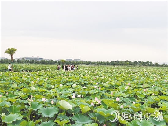每到盛夏，梅江農(nóng)業(yè)生態(tài)園荷花準(zhǔn)時(shí)綻放，吸引游人打卡。