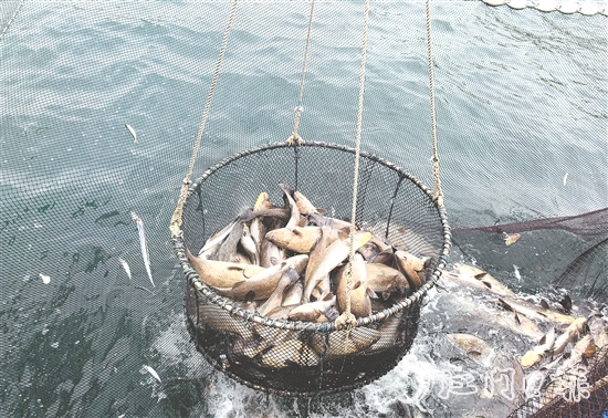 今年年初，“臺山1號”喜迎豐收季，首批鮸魚鮮美上市。