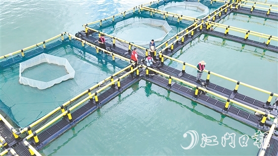 臺(tái)風(fēng)到來前，江門人保財(cái)險(xiǎn)理賠人員奔赴川島沿岸海洋牧場(chǎng)，勘察安全隱患。