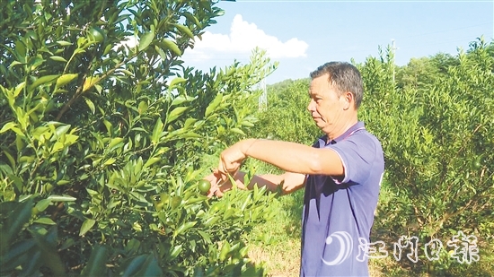 當(dāng)前正值新會(huì)柑花芽分化的重要階段，工人在采摘小青柑的同時(shí)進(jìn)行修枝。
