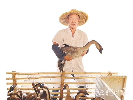 在廣東省華昌馬岡鵝有限公司的養(yǎng)殖基地，約1.8萬羽種鵝在標(biāo)準(zhǔn)化棚舍內(nèi)有序活動(dòng)。