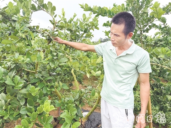 梁飛龍在香水檸檬種植園里檢查果樹的生長情況。