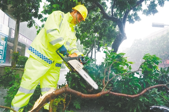 昨日，蓬江區(qū)中遠(yuǎn)大廈附近，城管部門搶險(xiǎn)隊(duì)伍利用油鋸分割被風(fēng)吹斷的樹枝，快速消除安全隱患。