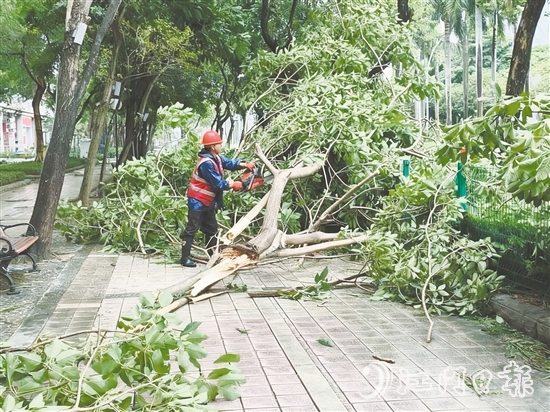 發(fā)現(xiàn)樹木折枝、倒伏后，城管工作人員緊急開展樹木排險排障工作，全力消除險情，保障道路通行安全。