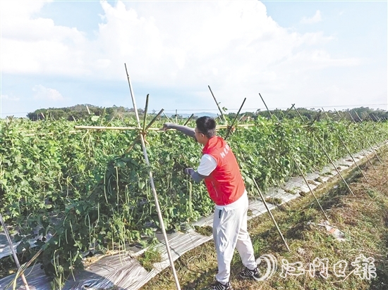 江門陽(yáng)光農(nóng)險(xiǎn)工作人員指導(dǎo)農(nóng)戶做好田間排水、加固農(nóng)業(yè)設(shè)施等準(zhǔn)備。