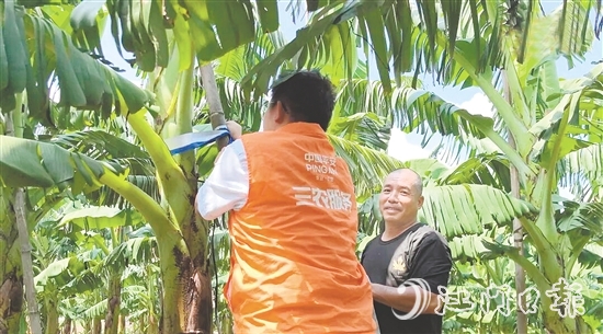 平安產(chǎn)險(xiǎn)江門中支農(nóng)險(xiǎn)專員手把手指導(dǎo)農(nóng)戶加固蕉棚。
