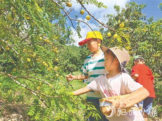 小朋友采摘甘油果，為制作果茶準備原料。