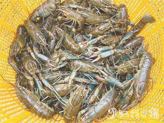 澳洲藍(lán)龍蝦肉質(zhì)緊實，生猛鮮美，屬于較高端的水產(chǎn)品。