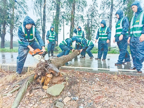 臺(tái)山民兵沉著應(yīng)對(duì)臺(tái)風(fēng)帶來的挑戰(zhàn)，全力投入風(fēng)后路面清理排查工作。