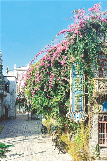 赤坎華僑古鎮(zhèn)的杜鵑花盛放。