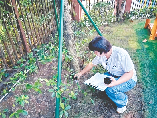 新會(huì)區(qū)各校園全面啟動(dòng)蚊媒指數(shù)自我監(jiān)測(cè)工作。