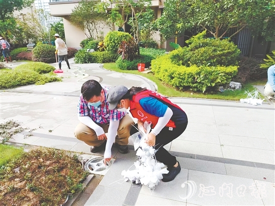 工作人員在樓盤集水井投放滅蚊藥包。