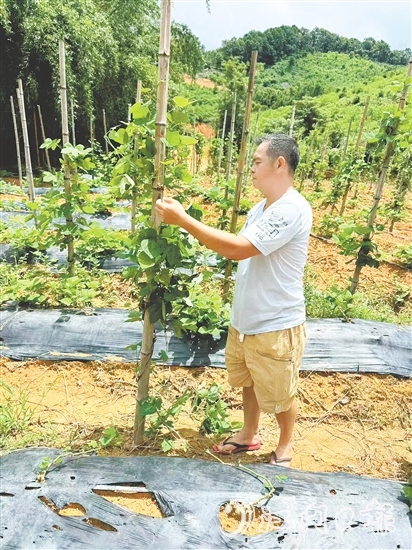 冼滿紅在種植基地察看粉葛生長情況。