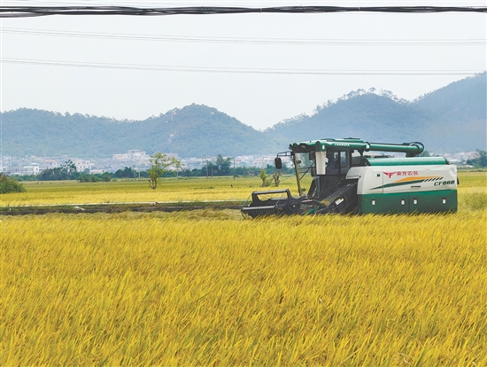 江門是農(nóng)業(yè)大市、產(chǎn)糧大市，去年全市糧食產(chǎn)量首破100萬噸，成為全省5個產(chǎn)量“破百”的產(chǎn)糧大市之一。圖為今年臺山海宴鎮(zhèn)秋收場景。郭永樂