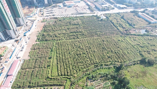 開平33號地成交溢價率為37.4%。